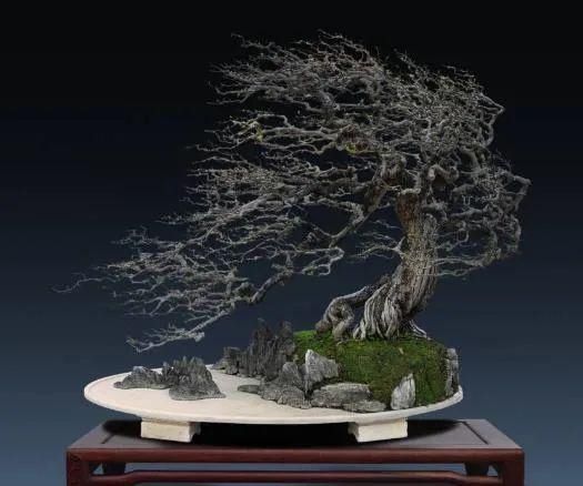 盆景制作技法夏天来到,盆景脱衣换锦,有6种好处