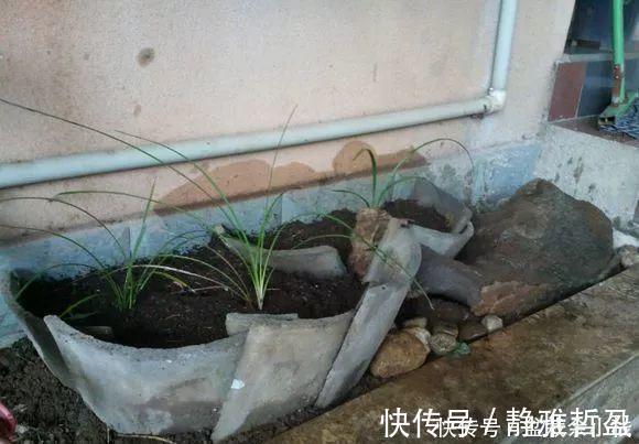 买的花盆又贵又难看?花花教你自制花盆,省钱又漂亮!