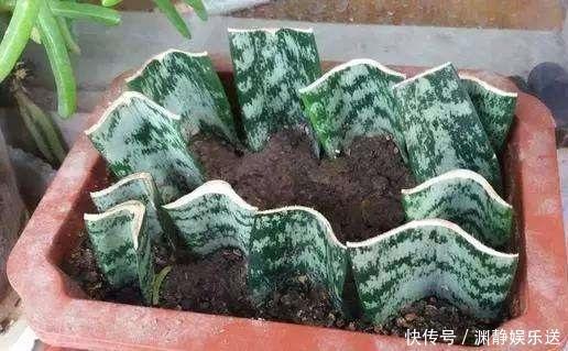 紫罗兰|家里有着6种花赚了!自己在家扦插,不花钱轻松变出好几盆