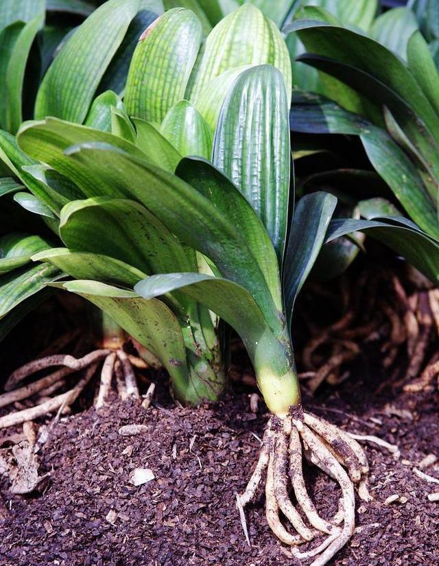 夏季养君子兰，这3个“禁区”别触碰，保证度夏无忧，轻松爆盆