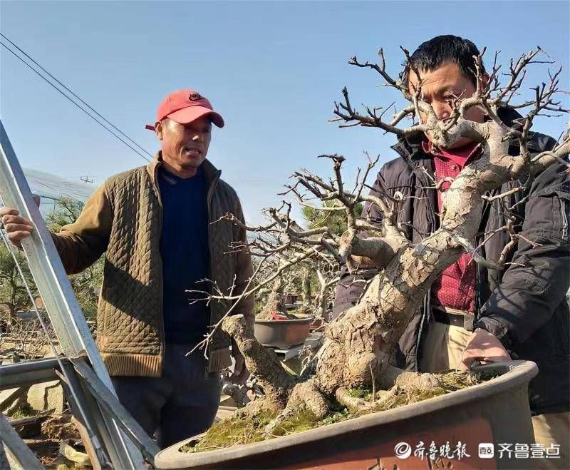 网络直|网络直播让玉峰盆景走俏市场