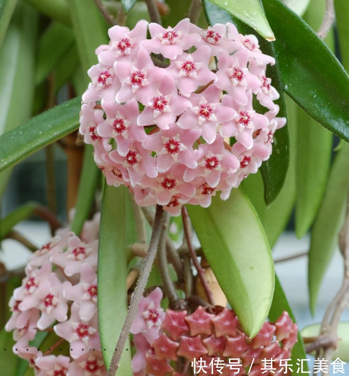 香水|5种香水花，家里养一盆，花香怡人，好看又好闻