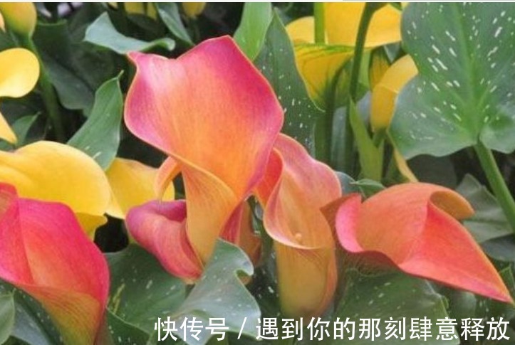 家里就养“4种漂亮花”，花朵硕大、花期长，寓意美好，收获幸福