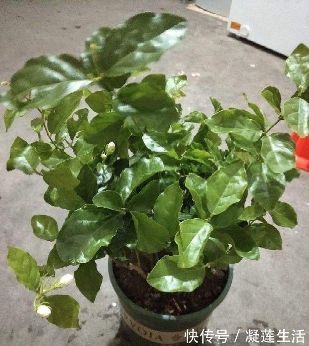 养花浇水,这4个错别犯,否则养啥花都黄叶、烂根,学会一生受用