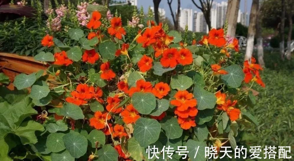 阳台|有个小阳台,养棵爬藤花,皮实好养绽放整个秋天,开出花瀑布