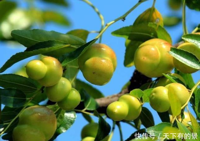 葫芦枣|因为变异演变的一种枣,却因为网络“爆红”,市场卖到80元一斤