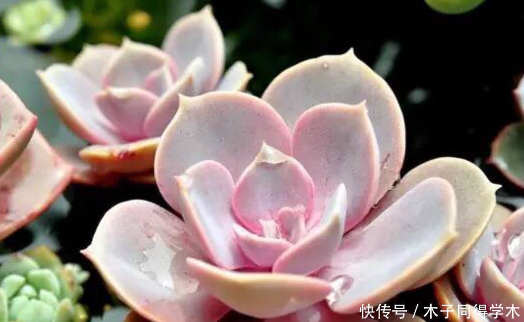 天热多肉难活？聪明人一到夏季就扔水里，养1个月胖得不成样