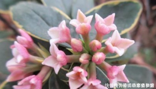 金边瑞香的养护管理事项以及它的繁殖方法！