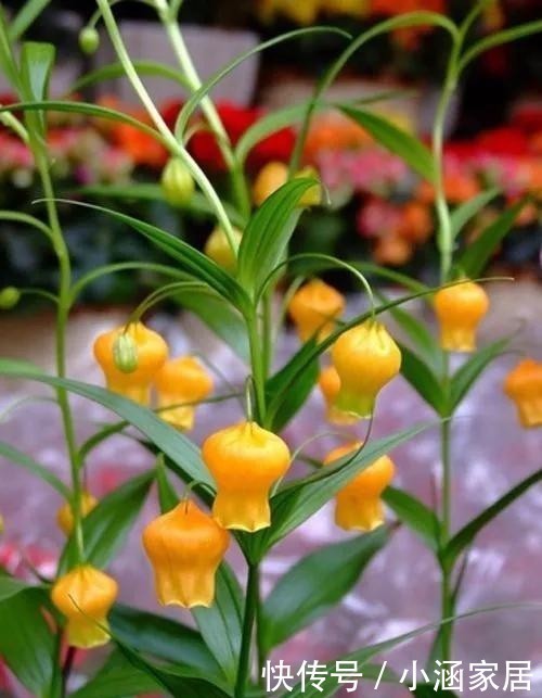 大气|这几种花卉,冬天在家养上几盆,高端大气上档次!