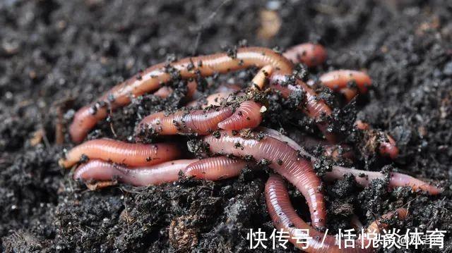 钩型|天凉了，咱们把袖钩、秋田弧、溪流这些细钩条的鱼钩作个比较