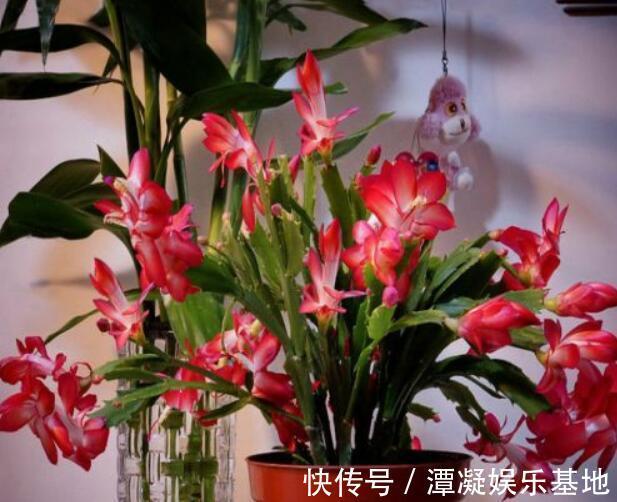 6种花淋雨就会“烂”，下雨最好放屋里，别忽视