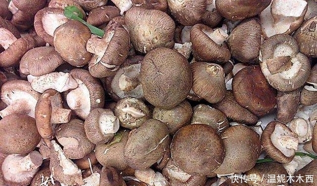 最长|新鲜香菇能储存多久?除放冰箱外,这么做保存时间最长