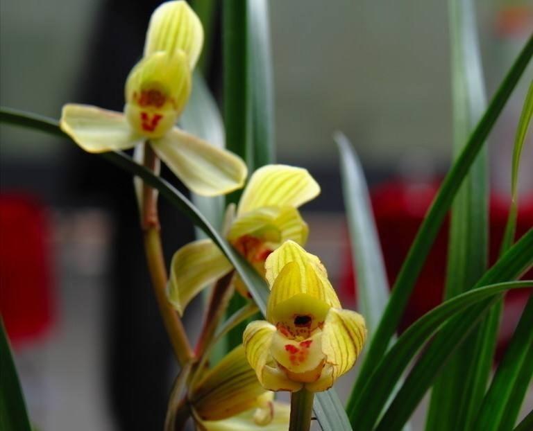 浇灌|兰花要想美,用对此几种水,结果出乎你的意料