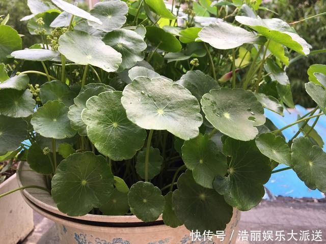 叶子|铜钱草叶子小，4个简单“小技巧”，一个月疯长爆盆，叶大又圆！