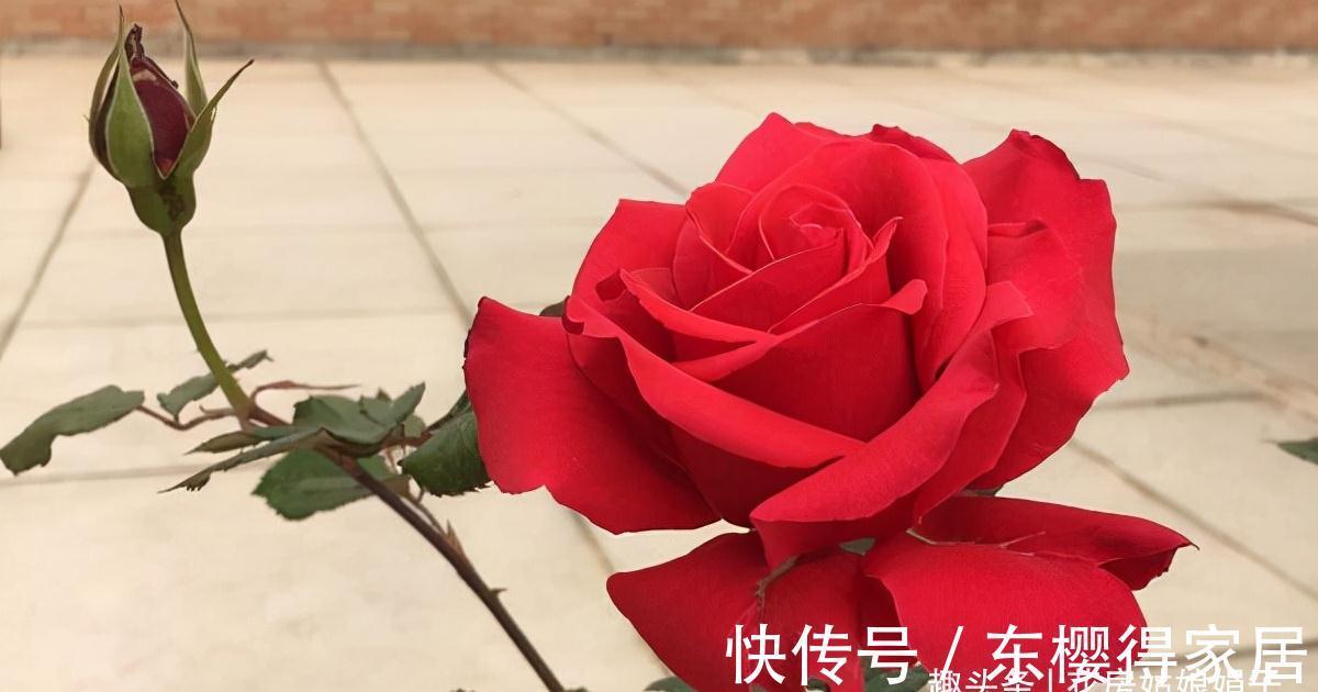 天使系列月季,个个都是战斗力爆表的颜值担当,有喜欢的类型吗?