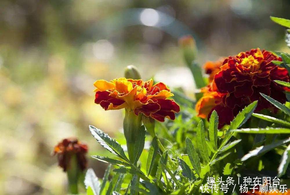 植株|万寿菊越黄越娇艳、越大越吉祥，栽种1个月，伴你一夏季！