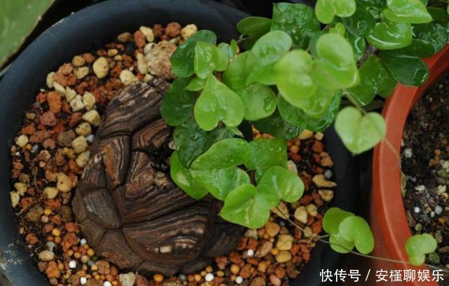 花农|花农养花为啥成本这么低学会用小苏打,几十盆都花不了2块钱