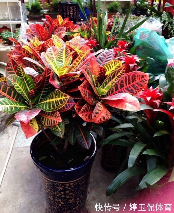 客厅|客厅别养“10种花”,虽然很漂亮,却是不利于健康的“危险花”