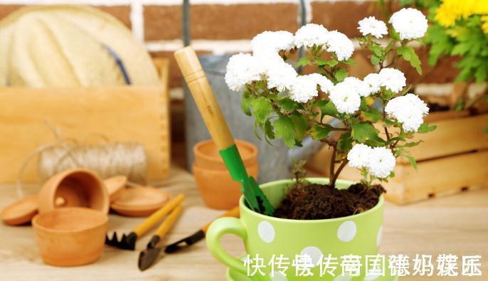 旧土|养花换下来的旧土别扔,加4种东西,比新土还好用