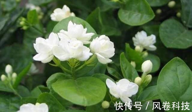 分享11种“健康花”,好看又“养人”,医生护士都爱养