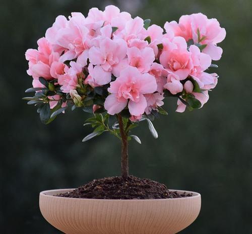  花卉|这花真的不好养，新手选择要慎重，能养好的都是高手！