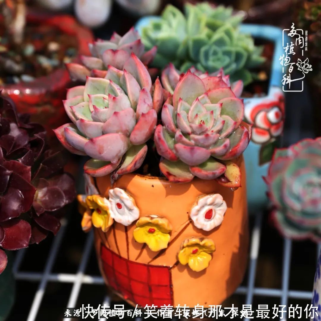 曾经的美肉,谢谢你们都惊艳过时光,谢谢你们都陪过我!