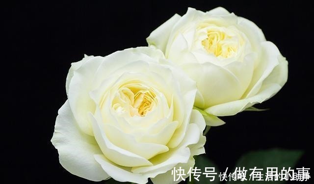 名称|25款包子型月季,花开永不败,大花好养又丰花,新手推荐种植!