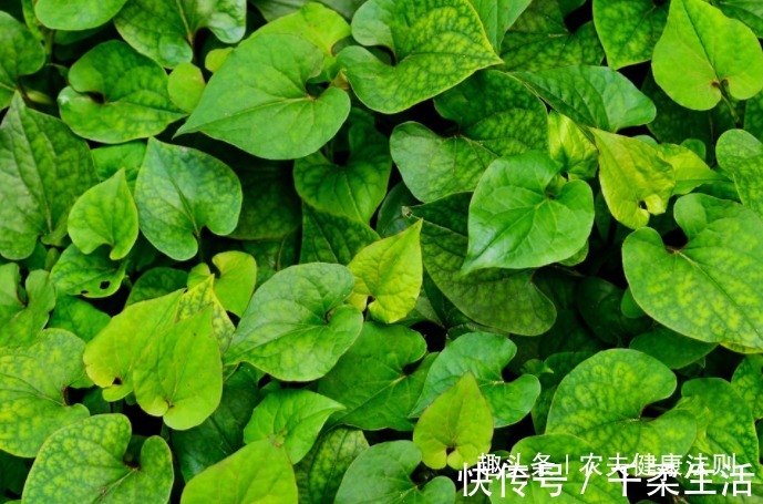 止痒|女性不想妇科炎症困扰，拿此物冲水喝，杀菌止痒，子宫更健康