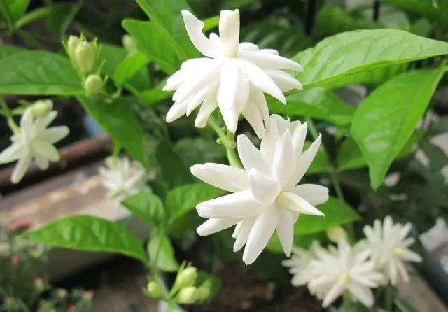  不伤|开春了快给三角梅，茉莉花浇一种水，不伤流，早发芽早开花