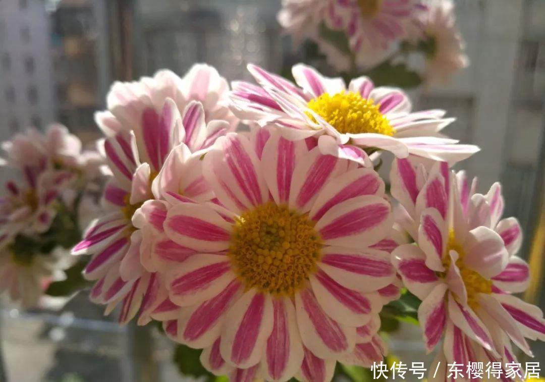 冬天修剪分“轻重”,有的花剪狠了,再也不开花