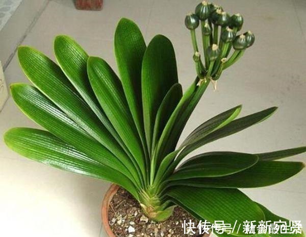 废油|给君子兰加点营养,长出大白根开花呼呼旺,开花也多了!