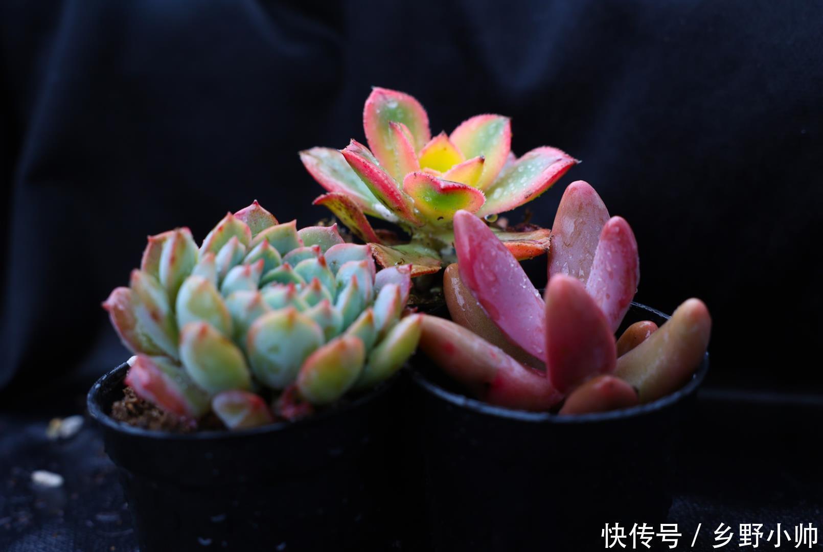 一部分|肉友分享: 三分之一时间在陪肉肉,多肉已经成为不可缺少的一部分