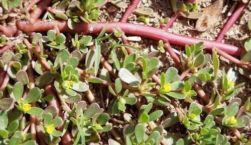 酒泡马齿笕,白发变黑发,巧治4种“常见病”,聪明人早就学会了