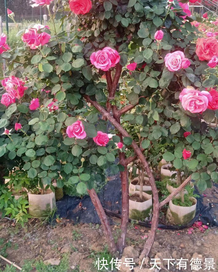 冬天给盆栽浇水,要注意三个方面,花儿更茁壮旺盛美丽