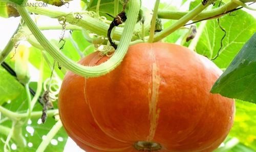 冬天饮食要注意，推荐吃3种食物，排毒杀菌，降压减脂，增强体质