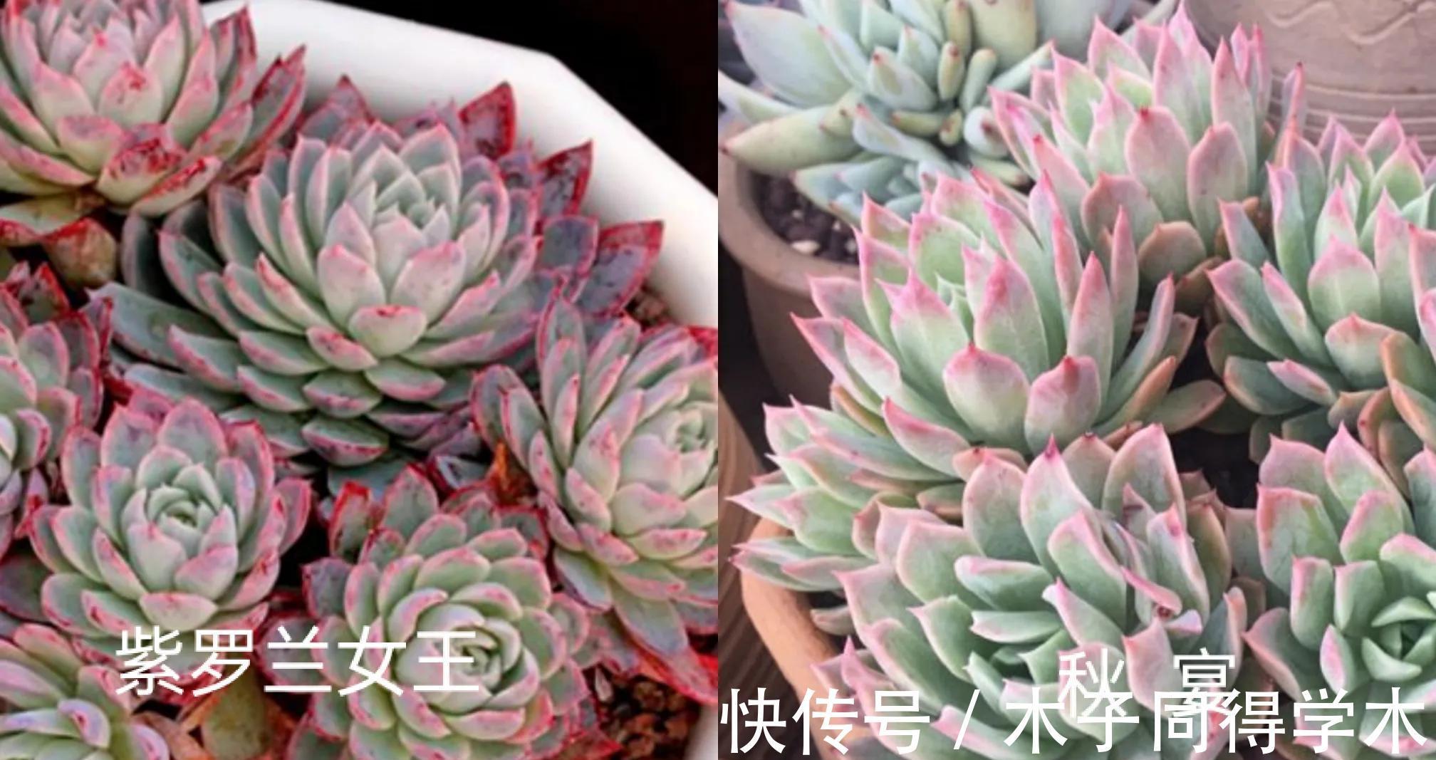 叶片|养一颗秋宴，赴一场秋季的多肉视觉盛宴