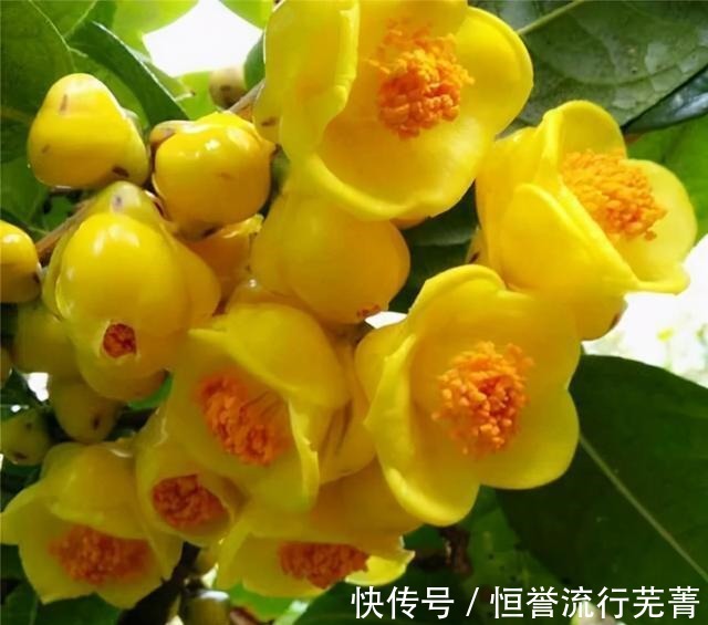 此茶花为我国独有,被誉为“植物黄金”,通体金黄,有钱难买到!