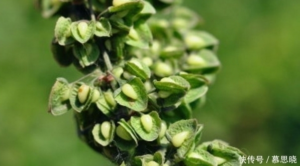 便秘|农村这种野草随处可见,是治疗便秘的良药,大多数人见过却不认识