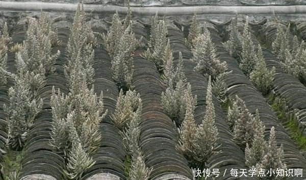 几十年的老瓦房,房顶都爱长“多肉”,看见别拔了,很难得!