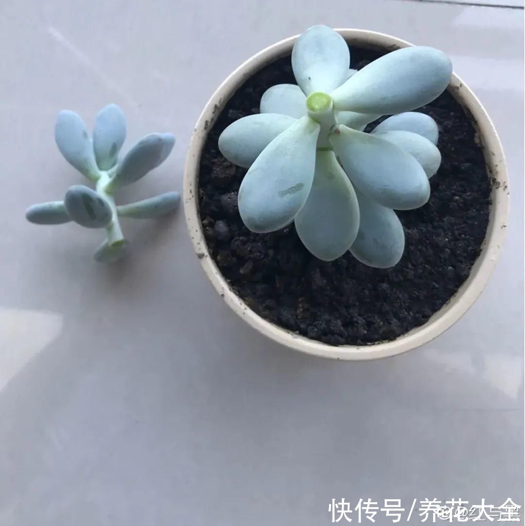 3月是给花剃头的好时机，现在狠心剪，下月就开花