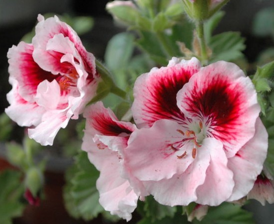 家里有小院,不妨养这些花朵,花期长又美貌,花儿开成团,超漂亮