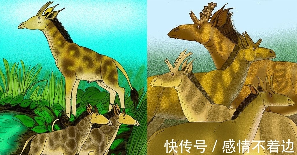 梅花鹿&麒麟真的存在吗?那张麒麟照片又是怎么回事?