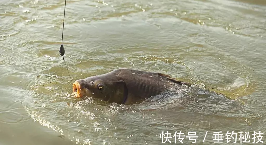 冬天钓鱼,符合这2个特点的地方就是“鱼窝”,钓鱼高手都明白