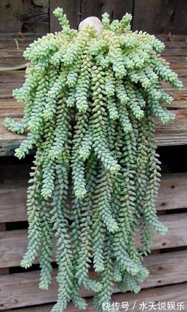 7种多肉，一养就爆盆，长长垂下来，变成“肉瀑布”，美煞人