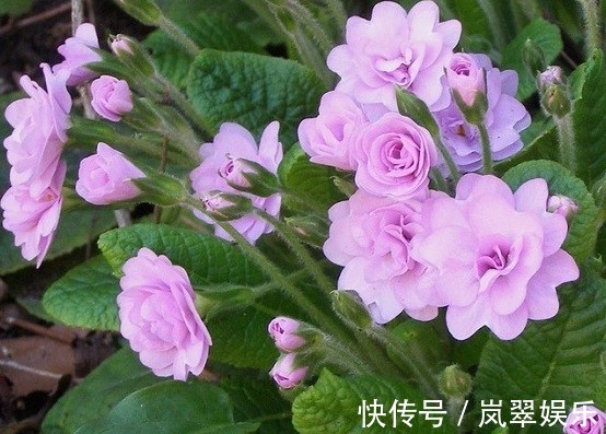 花期长|养个名字好听还早开花的花卉,开花比玫瑰好看,简单养一下就爆盆