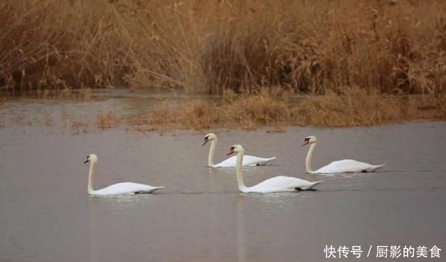 乌梁素海，欢迎疣鼻天鹅回家！