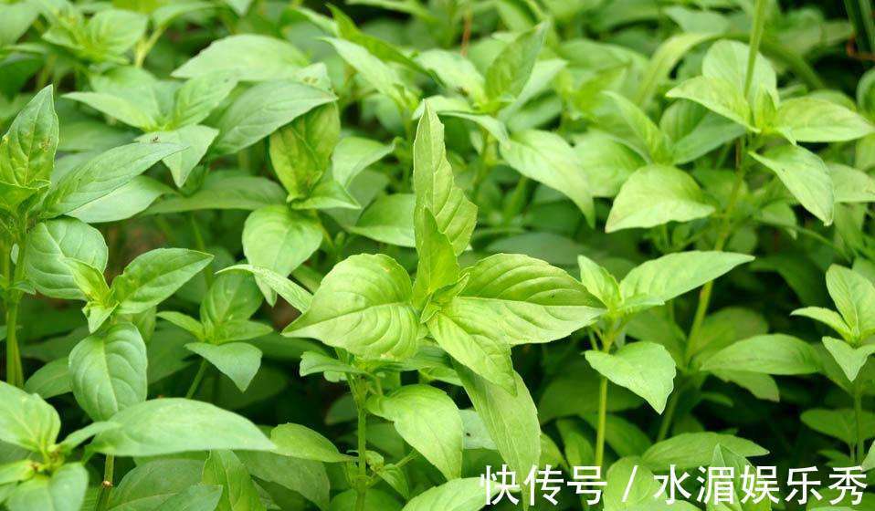 风热感冒|不管是风寒感冒还是风热感冒,一个只有2味药的经典方,特别管用