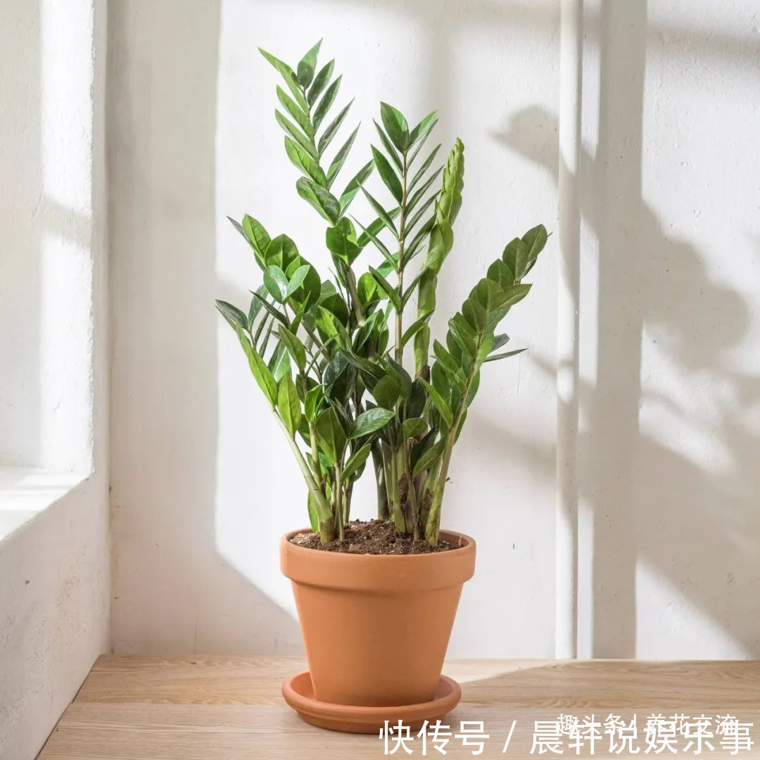 勤养鱼，懒养花，10种要粗养才长得好的室内盆栽