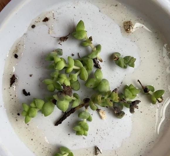  狠心|钱串掉叶子，主干成了“黑杆”，狠心剪几刀，重新上盆栽种