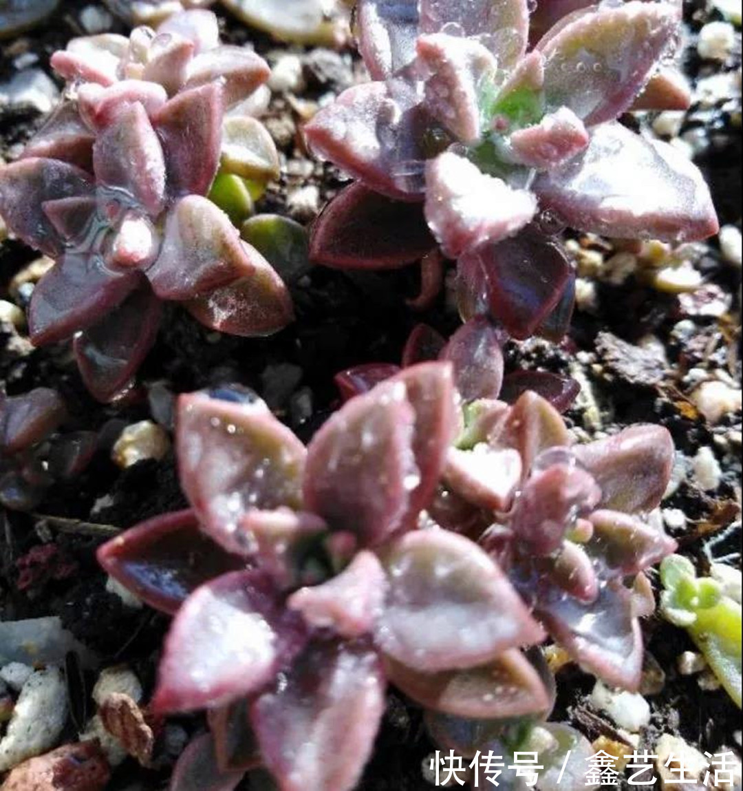 土壤|夏天多肉不能乱浇水,收好这几种正确的浇水方式